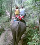 Amer Fort’s renovation puts a month’s break on elephant rides